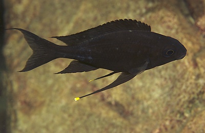 Ophthalmotilapia boops 'Namansi'